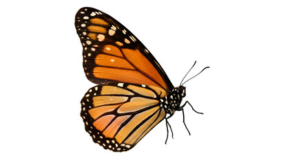 Naklejka premium Isolated monarch butterfly wings close up on black background nature insect wildlife migration beauty art isolated on transparent white background