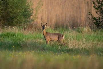 Selbstklebende Fototapeten Rehe European roe deer buck standing alert in spring meadow  © JP.Klasen