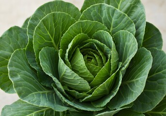 Fototapeta premium Discover the Nutritional Benefits of Collard Greens