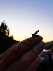 A small colorful butterfly landed on the man's hand