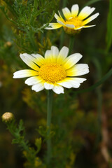 White Yellow Crown Daisy, Close-up of a white and yellow crown daisy flower, blooming in nature, Close-up shot of beautiful White yellow Crown Daisy flower (Chrysanthemum coronarium), Crown Daisy,