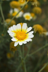 White Yellow Crown Daisy, Close-up of a white and yellow crown daisy flower, blooming in nature,...