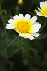 White Yellow Crown Daisy, Close-up of a white and yellow crown daisy flower, blooming in nature, Close-up shot of beautiful White yellow Crown Daisy flower (Chrysanthemum coronarium), Crown Daisy,