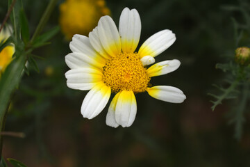 Fototapeta premium White Yellow Crown Daisy, Close-up of a white and yellow crown daisy flower, blooming in nature, Close-up shot of beautiful White yellow Crown Daisy flower (Chrysanthemum coronarium), Crown Daisy,