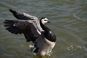A cute barnacle goose is standing with spread wings in water in sunny summer day.