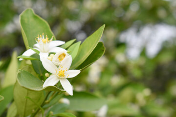 Blossoming orange tree flowers, orange blossoms, Spring harvest, closeup of Orange tree branches with flowers and leaves, buds and leaves, white little flower closeup, Chakwal, Punjab, Pakistan
