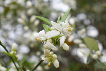 Blossoming orange tree flowers, orange blossoms, Spring harvest, closeup of Orange tree branches with flowers and leaves, buds and leaves, white little flower closeup, Chakwal, Punjab, Pakistan