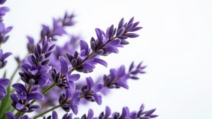 Obraz premium Lavender Branch Art Illustration