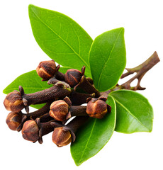 Close-up view of aromatic clove buds and green leaves, showcasing their natural beauty and texture