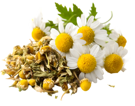 Fresh chamomile flowers and dried herbs arranged artistically on a white background, ideal for wellness