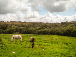 Two horses are grazing in a lush green field. The sky is cloudy, but the sun is shining through the...