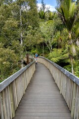 Obraz premium A hiker with a backpack walks along a wooden boardwalk through lush green forest in New Zealand. The elevated path protects the delicate ecosystem.