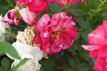 Beautiful red rose flower closeup in garden, A very beautiful red rose flower bloomed on the rose tree, Rose flower closeup, bloom flowers, Natural spring flower, Natural floral background,
