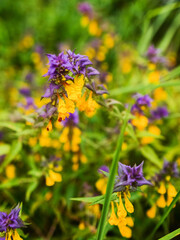 Field with wild purple flowers with yellow petals. The flower is surrounded by green leaves and stems. Concept of beauty and tranquility. Color and shape of nature theme.