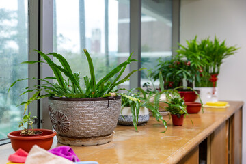 Side view of various indoor potted plants arranged on a wooden cabinet beside a glass window, showcasing different leaf shapes and textures