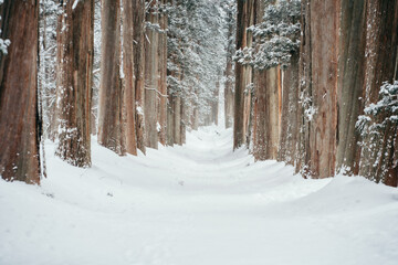 Fototapeta premium Shrine in a heavy snowfall area