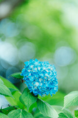 Blue hydrangea
