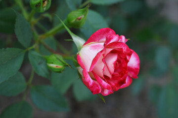 Beautiful red white rose flower closeup in garden, A very beautiful red white rose flower bloomed on the rose tree, Rose flower closeup, bloom flowers, Natural spring flower floral background
