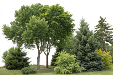 Transparent PNG available
Cutout tree line. Forest and green foliage in summer. Row of trees and shrubs isolated on transparent background. Forest scape. High quality clipping mask