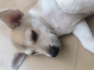 puppy and dog,lying down