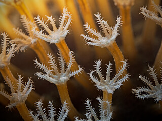 Coral polyps with eight arms