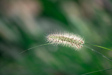 Close-up of hairy dogtail grass