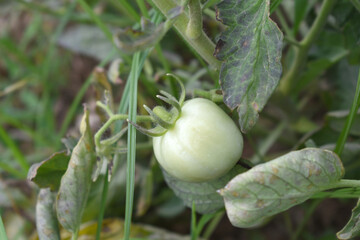 Green unripe Tomato, Green tomatoes plantation. Organic farming, young unripe tomato plant growth...