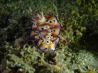 Nudibranch on the seabed. A colorful nudibranch crawls along the seabed.
