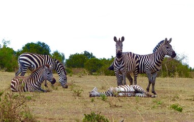 Obraz premium A group of zebras lying and standing in the wild savannah of the Masai Mara Reserve in Kenya