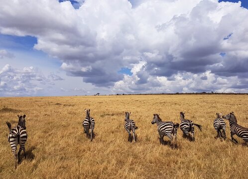 A group of zebras running through the vast savanna of the Masai Mara in Kenya, with bushes, hills, and dramatic cloud formations