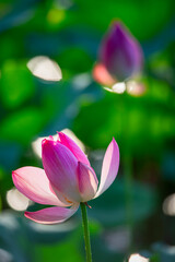 Lotus flowers of various expressions are blooming in the lotus pond