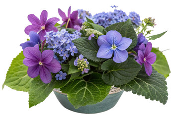 Campanula. Cut out blue and pink flowers. Flowerbed isolated on transparent background. Bush for garden design or landscaping