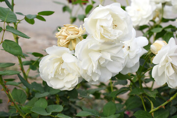 Beautiful white rose flower closeup in garden, A very beautiful white rose flower bloomed on the rose tree, Rose flower closeup, bloom flowers, Natural spring flower, Natural floral background,