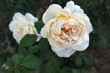 Beautiful white rose flower closeup in garden, A very beautiful white rose flower bloomed on the rose tree, Rose flower closeup, bloom flowers, Natural spring flower, Natural floral background,