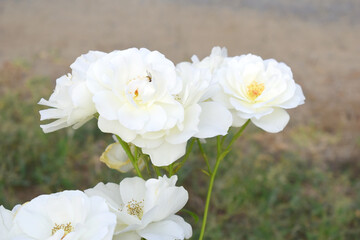 Beautiful white rose flower closeup in garden, A very beautiful white rose flower bloomed on the rose tree, Rose flower closeup, bloom flowers, Natural spring flower, Natural floral background,