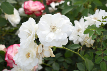 Beautiful white rose flower closeup in garden, A very beautiful white rose flower bloomed on the rose tree, Rose flower closeup, bloom flowers, Natural spring flower, Natural floral background,
