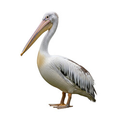 Obraz premium White pelican standing proudly isolated on transparent background