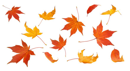 Vibrant red, orange, yellow maple leaves with crisp focus and subtle bokeh, gently falling on a transparent studio background with ample copy space, concept of positive natural change