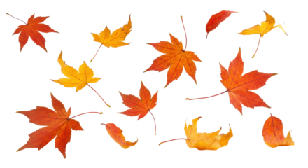 Vibrant red, orange, yellow maple leaves with crisp focus and subtle bokeh, gently falling on a transparent studio background with ample copy space, concept of positive natural change