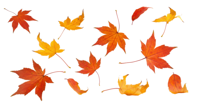 Vibrant red, orange, yellow maple leaves with crisp focus and subtle bokeh, gently falling on a transparent studio background with ample copy space, concept of positive natural change