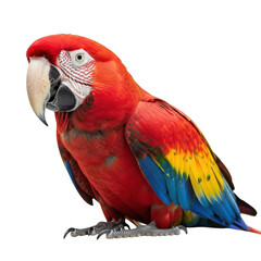 Fototapeta premium Scarlet macaw parrot isolated on transparent background