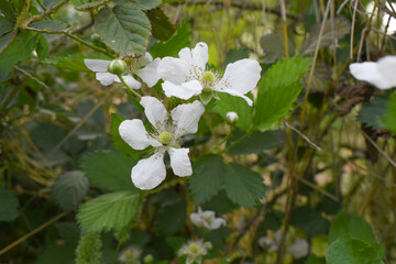 Blackberry flowers blooming in the garden, Beautiful in spring bloom garden. Blackberry bush with white flowers, Blossoming blackberry bush and bee, sunny spring day, Chakwal, Punjab, Pakistan