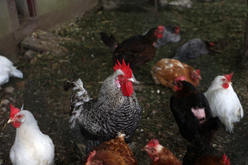 Rooster with hens in a farmyard