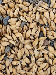 A pile of grain with some rocks in it