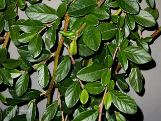 Fresh green leaves in light