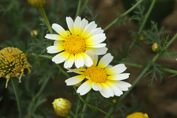 Obraz premium White Yellow Crown Daisy, Close-up of a white and yellow crown daisy flower, blooming in nature, Close-up shot of beautiful White yellow Crown Daisy flower (Chrysanthemum coronarium), Crown Daisy,