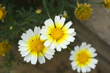 White Yellow Crown Daisy, Close-up of a white and yellow crown daisy flower, blooming in nature, Close-up shot of beautiful White yellow Crown Daisy flower (Chrysanthemum coronarium), Crown Daisy,