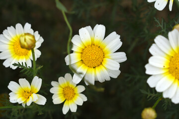 Fototapeta premium White Yellow Crown Daisy, Close-up of a white and yellow crown daisy flower, blooming in nature, Close-up shot of beautiful White yellow Crown Daisy flower (Chrysanthemum coronarium), Crown Daisy,