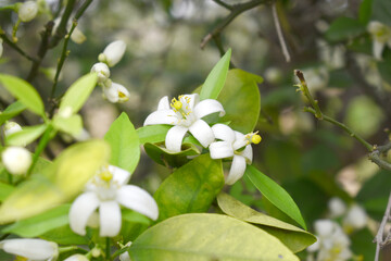 Blossoming orange tree flowers, orange blossoms, Spring harvest, closeup of Orange tree branches with flowers and leaves, buds and leaves, white little flower closeup, Chakwal, Punjab, Pakistan