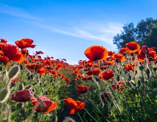 Obraz premium Lush poppy field, bright sky
